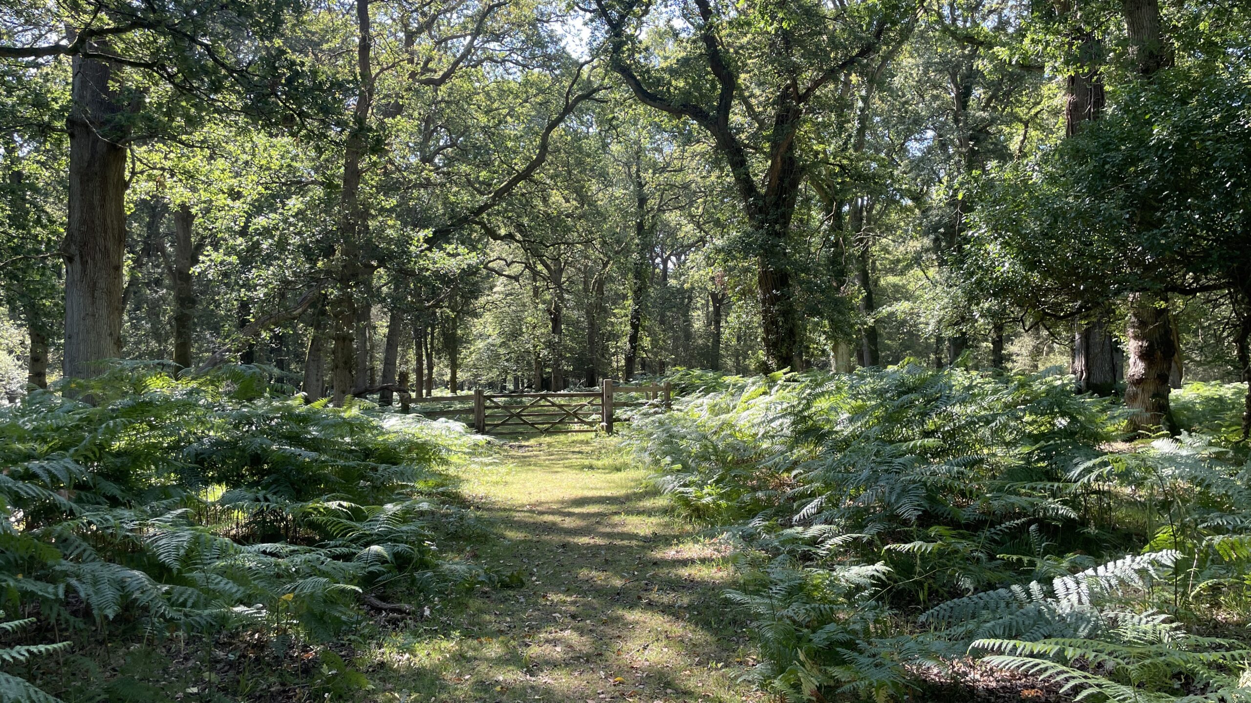 New Forest – Fritham