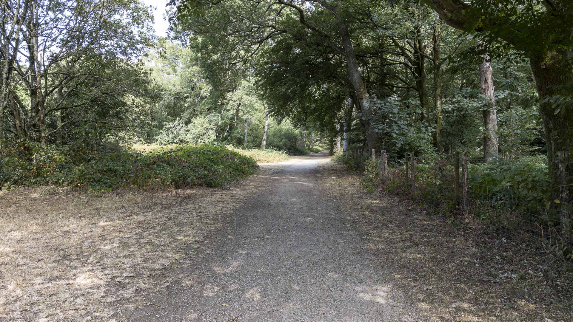 Wide gravel path winding through dense woodland on Coombe Hill, bordered by mature trees, undergrowth and dappled summer light.