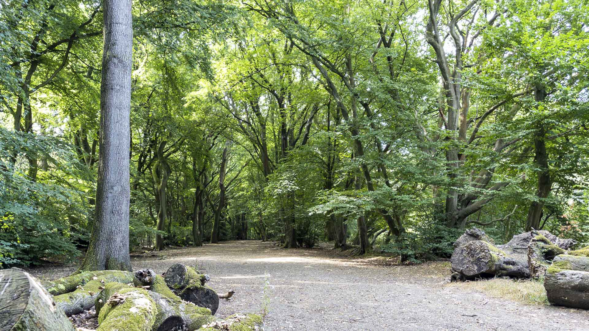 Broad woodland path through mature beech trees on Coombe Hill, with mossy fallen logs and dense green foliage creating a shaded forest corridor.