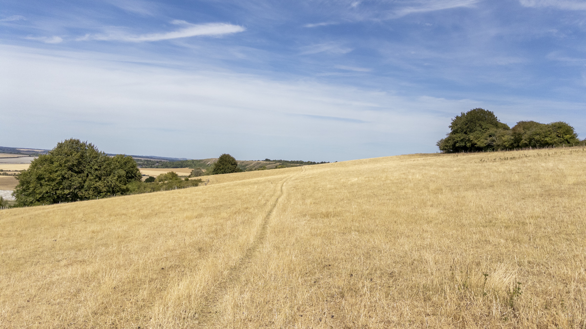 Dry grass path crossing the open slopes of Dunstable Downs, with scattered trees and rolling countryside under a blue summer sky.