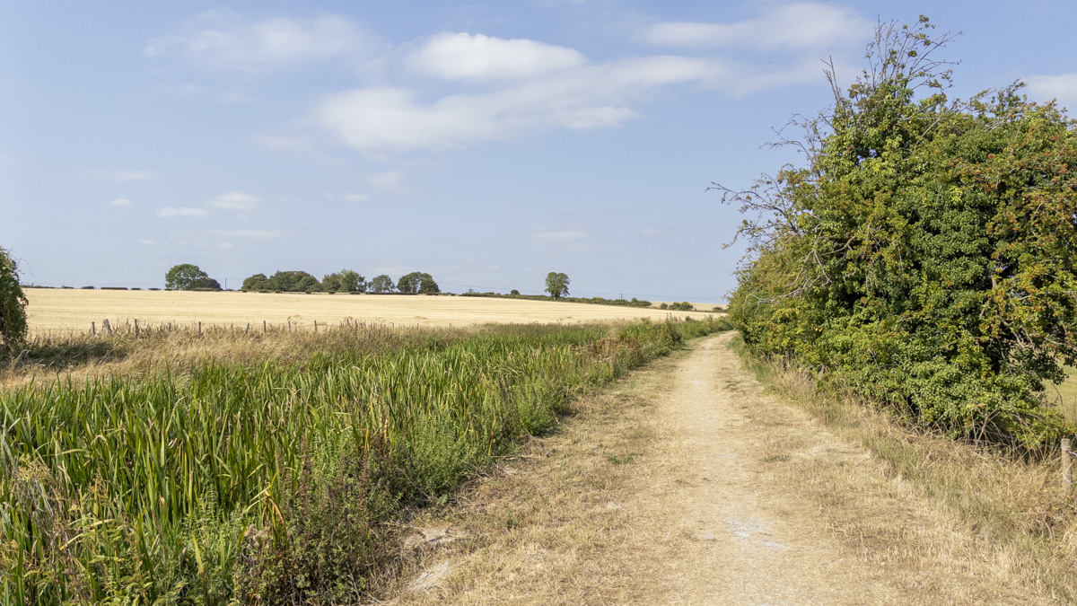 Wendover Arm of the Grand Union Canal beside a dry towpath, with reeds, hedgerows and open farmland stretching into the distance under a blue sky.