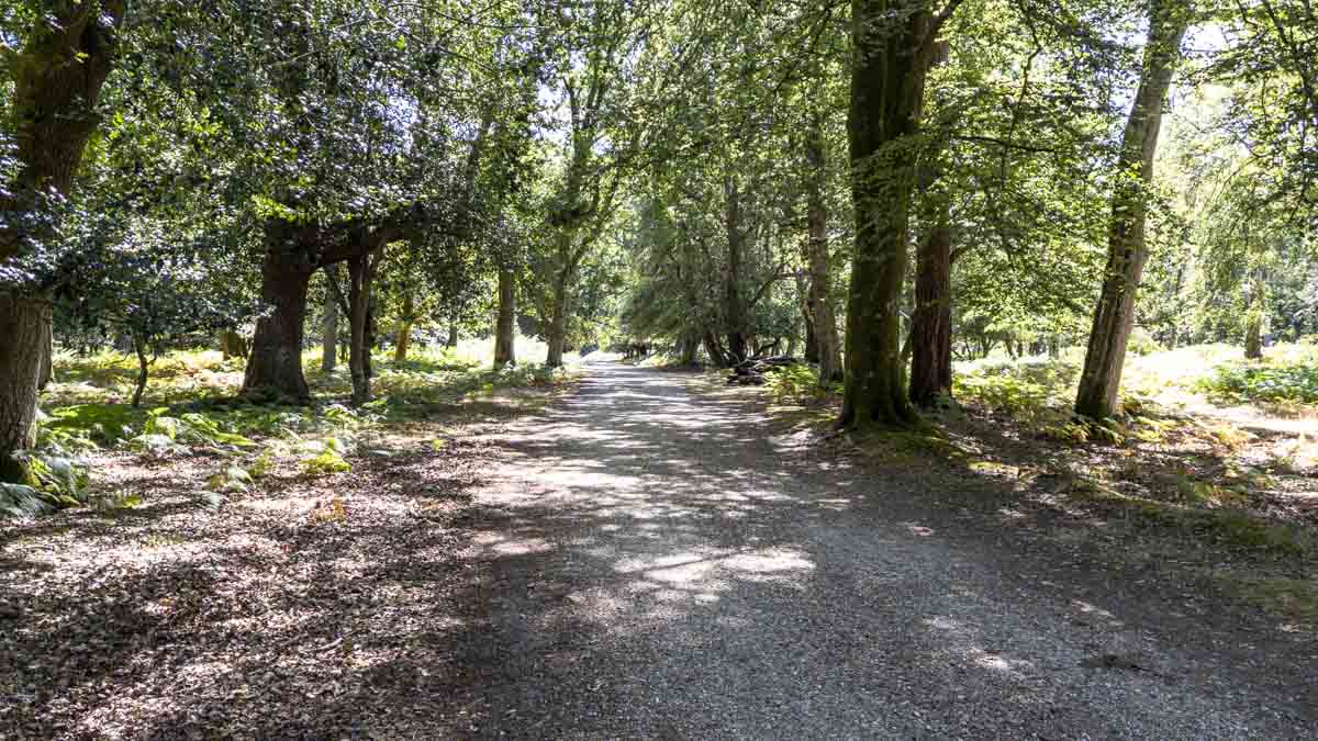 Beechen Lane near Lyndhurst, a wide gravel forest track running beneath mature trees and dappled sunlight in the New Forest.