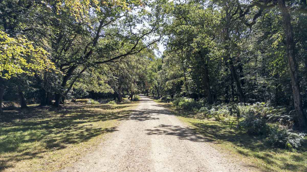Beechen Lane near Lyndhurst, a wide gravel forest track running beneath mature trees and dappled sunlight in the New Forest.