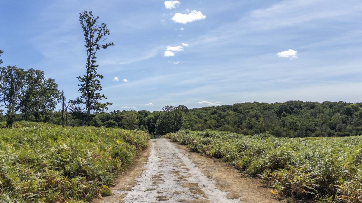 Sandy track through open bracken and woodland near Holmhill Passage, Lyndhurst, under a bright blue summer sky.