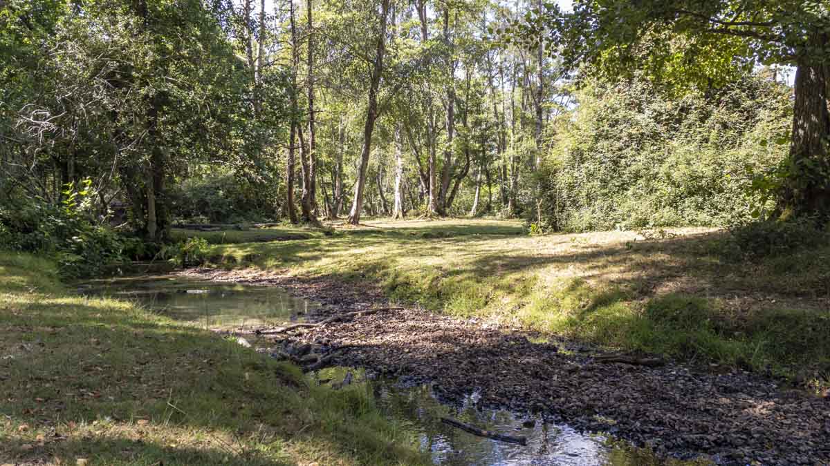 Holmhill Passage near Lyndhurst, with a shallow stream and grassy woodland clearing beneath mature trees in the New Forest.