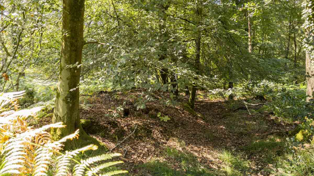 Possible section of the historic Park Pale near Lyndhurst, visible as a shallow earthwork running through woodland in the New Forest.