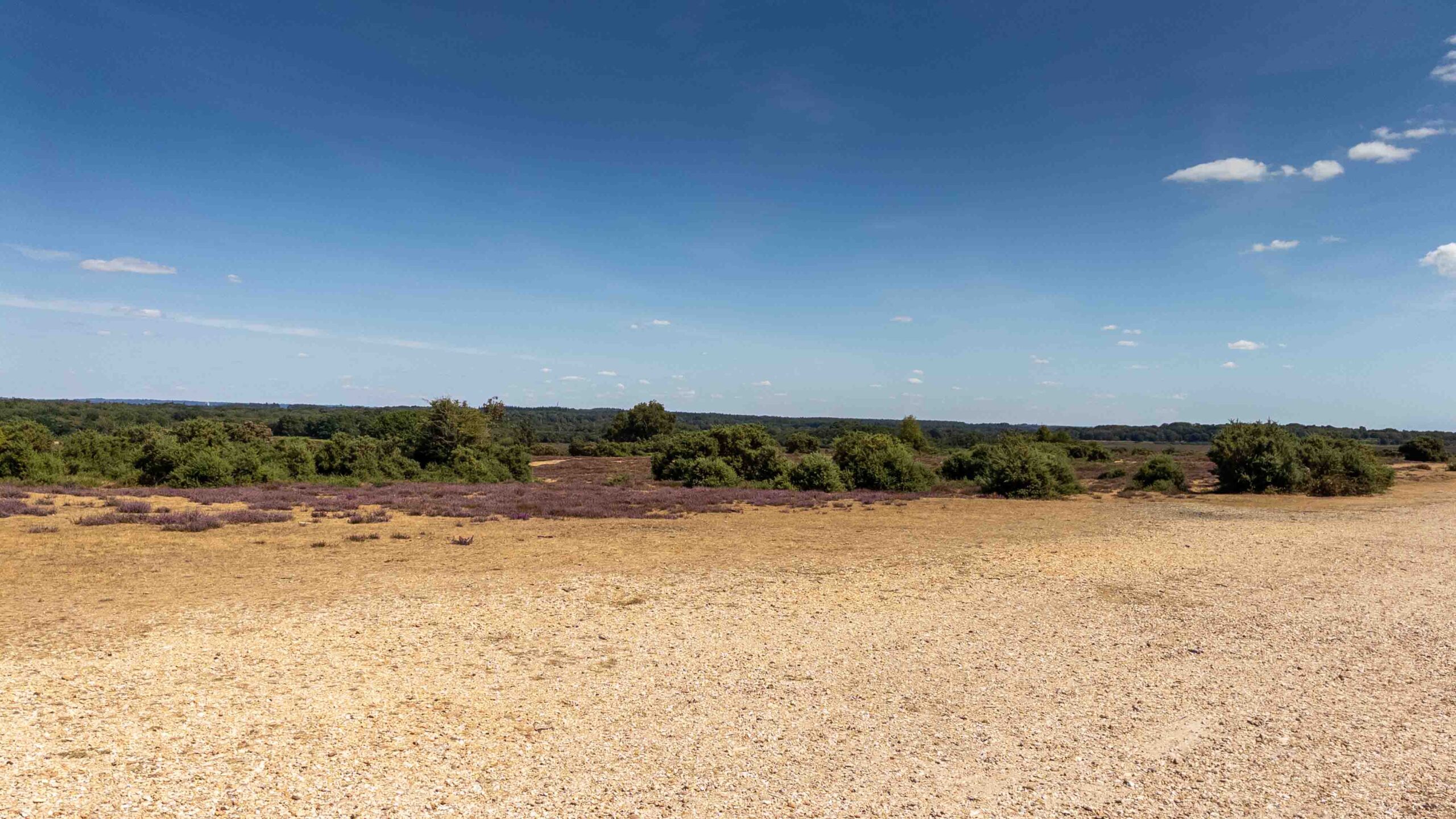 Open heathland at White Moor near Lyndhurst, with sandy ground, purple heather and scattered gorse beneath a clear blue sky.