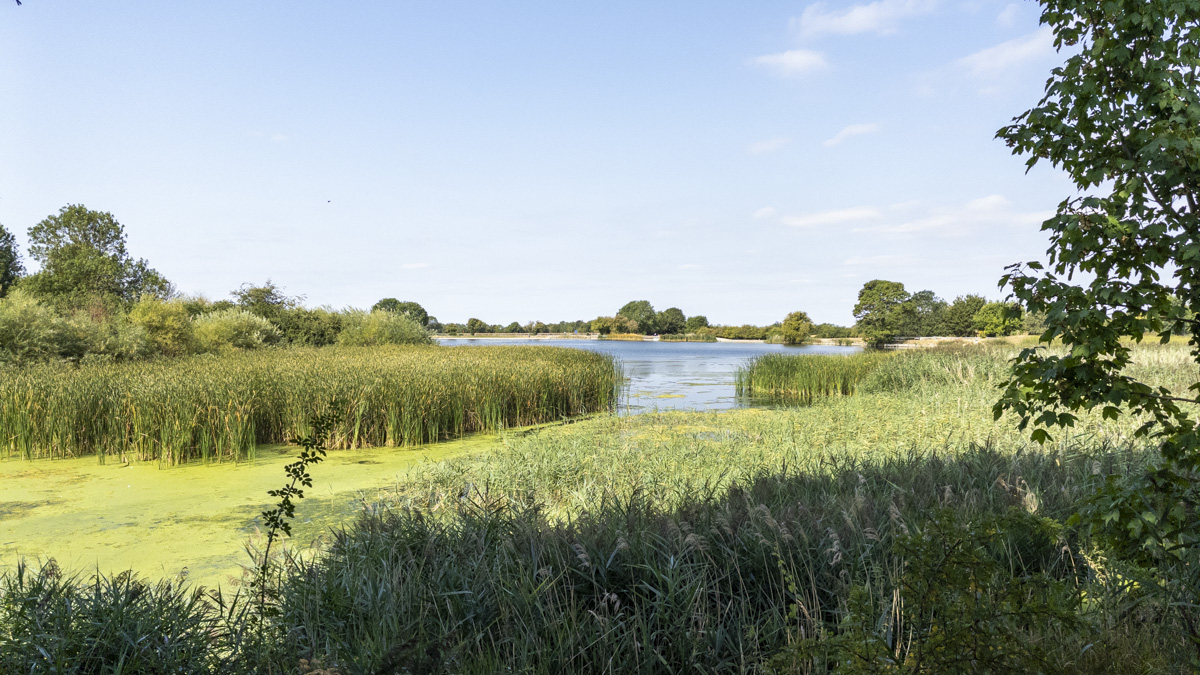 Marsworth Reservoir surrounded by dense reeds and waterside vegetation, with open water and trees beyond beneath a clear blue sky.