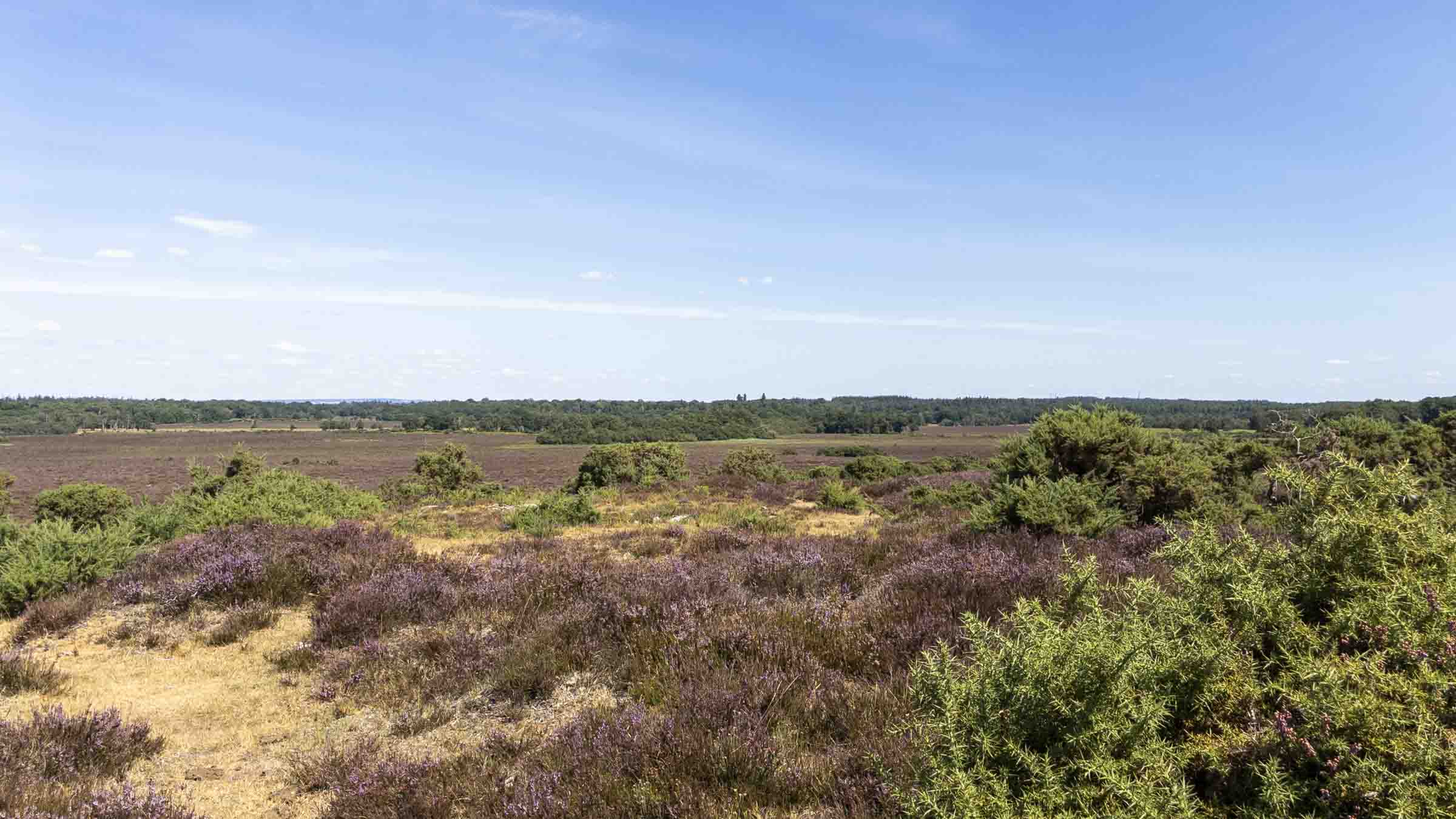 Open heathland near Lyndhurst in the New Forest, with purple heather, gorse and wide views beneath a clear blue sky.