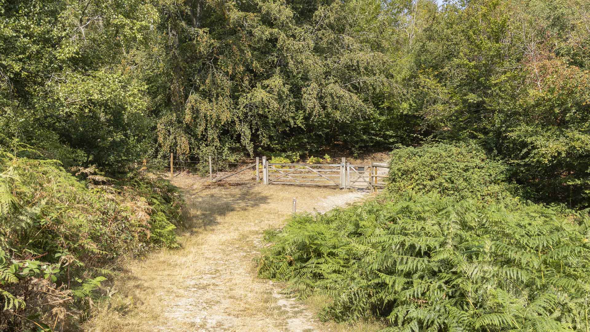 Dry woodland track in Penn Wood leading to wooden gates, bordered by dense ferns and trees in summer sunlight.