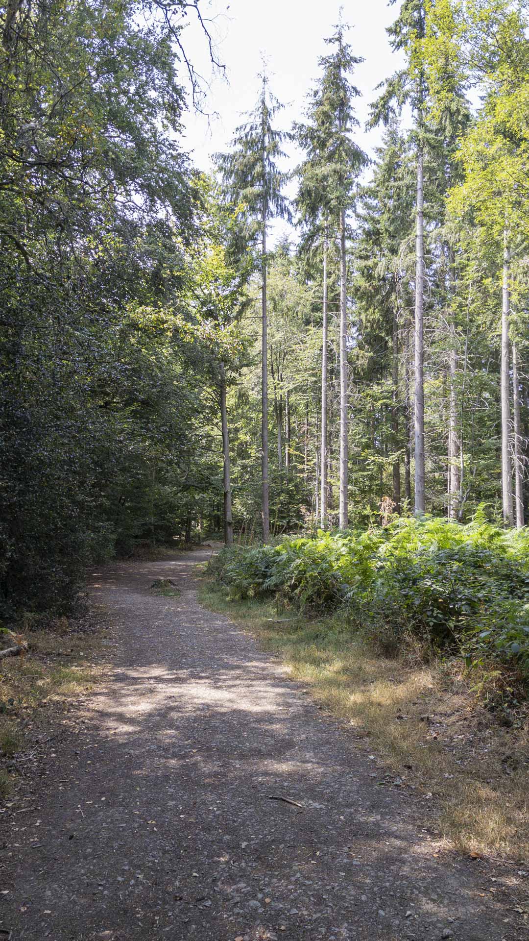 Wide woodland track through Penn Wood, lined with ferns and tall conifers beneath dappled summer light.