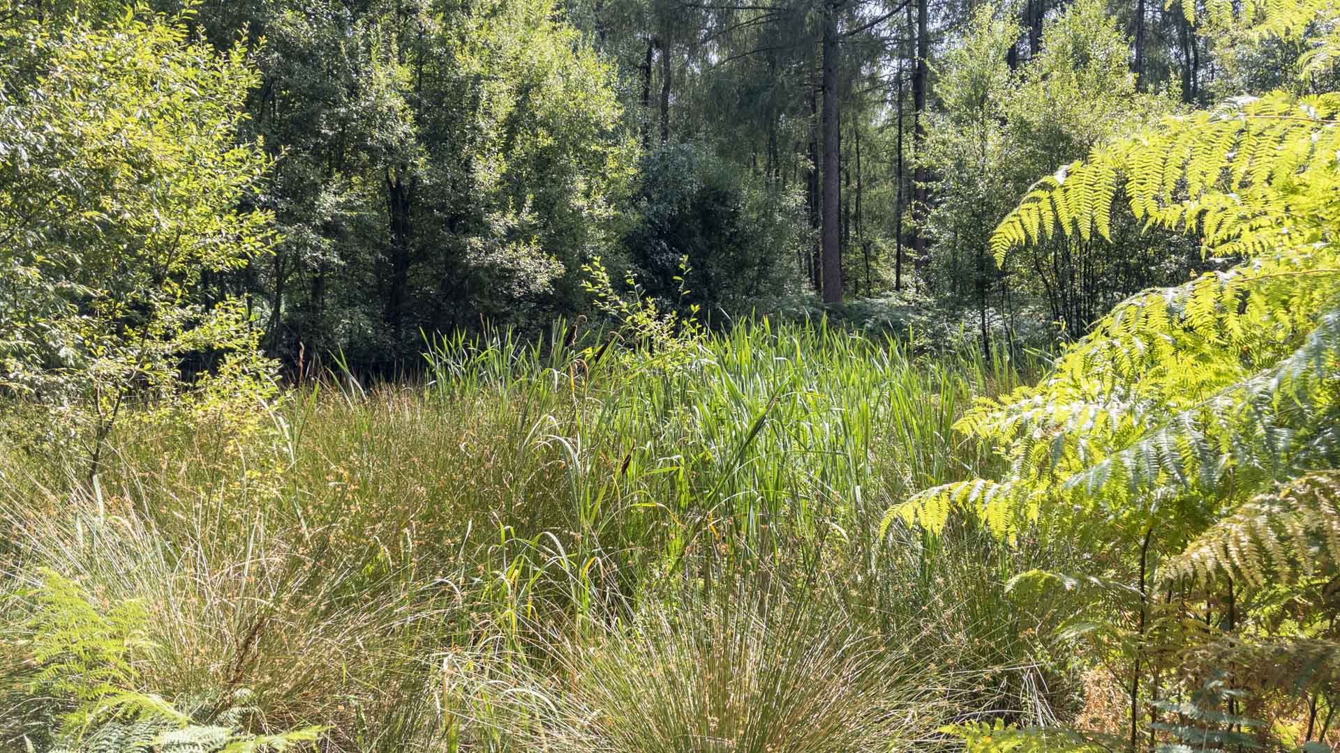 Beamond End Pond in Penn Wood, surrounded by dense woodland, ferns and tall rushes in bright summer sunlight.