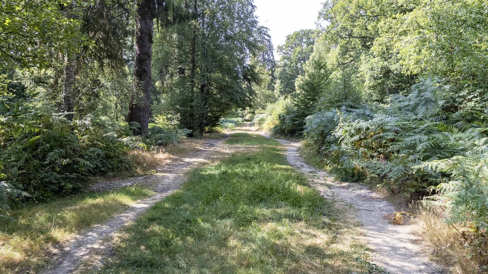 Grassy woodland track through Penn Wood, bordered by dense ferns and trees in bright summer sunlight.
