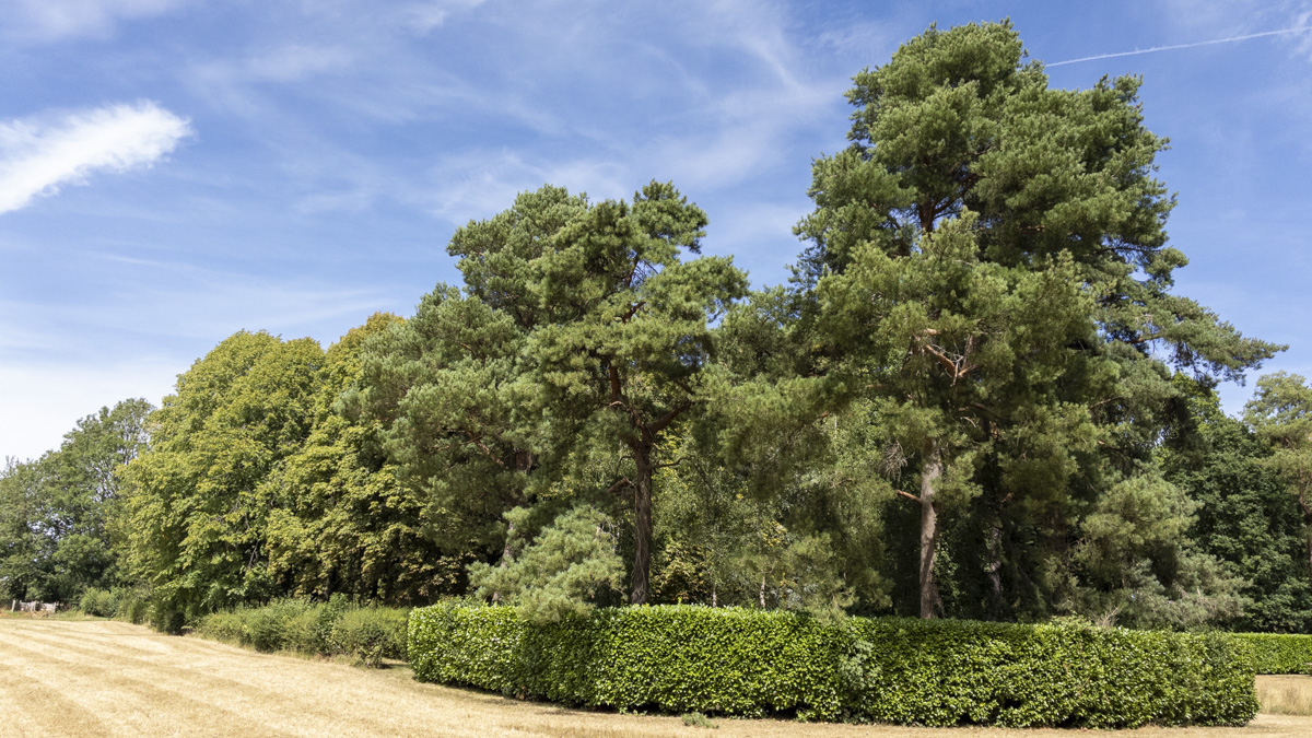 Whipsnade Tree Cathedral with mature trees and neatly clipped hedges forming part of the cathedral-shaped planting beneath a bright blue sky.
