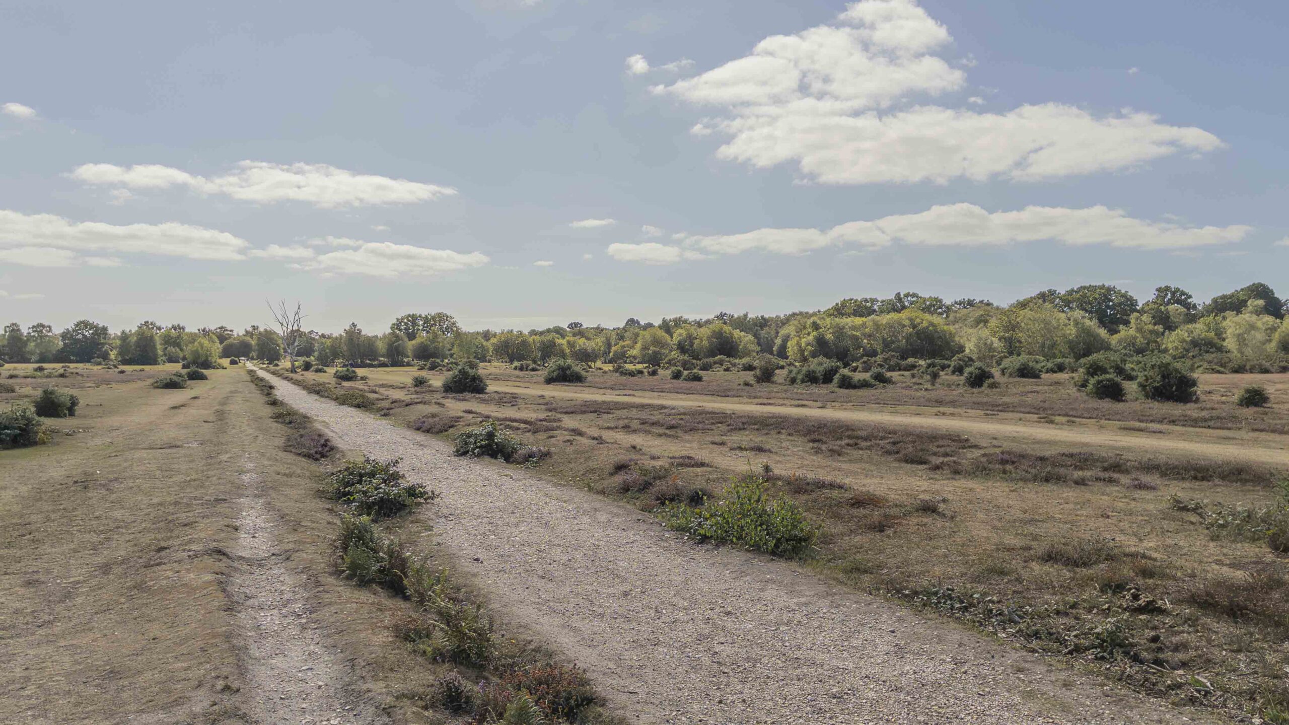 Wide view across Black Knowl heath near Brockenhurst, showing a straight gravel track crossing open New Forest heathland with low vegetation, scattered shrubs and trees beneath a partly cloudy sky