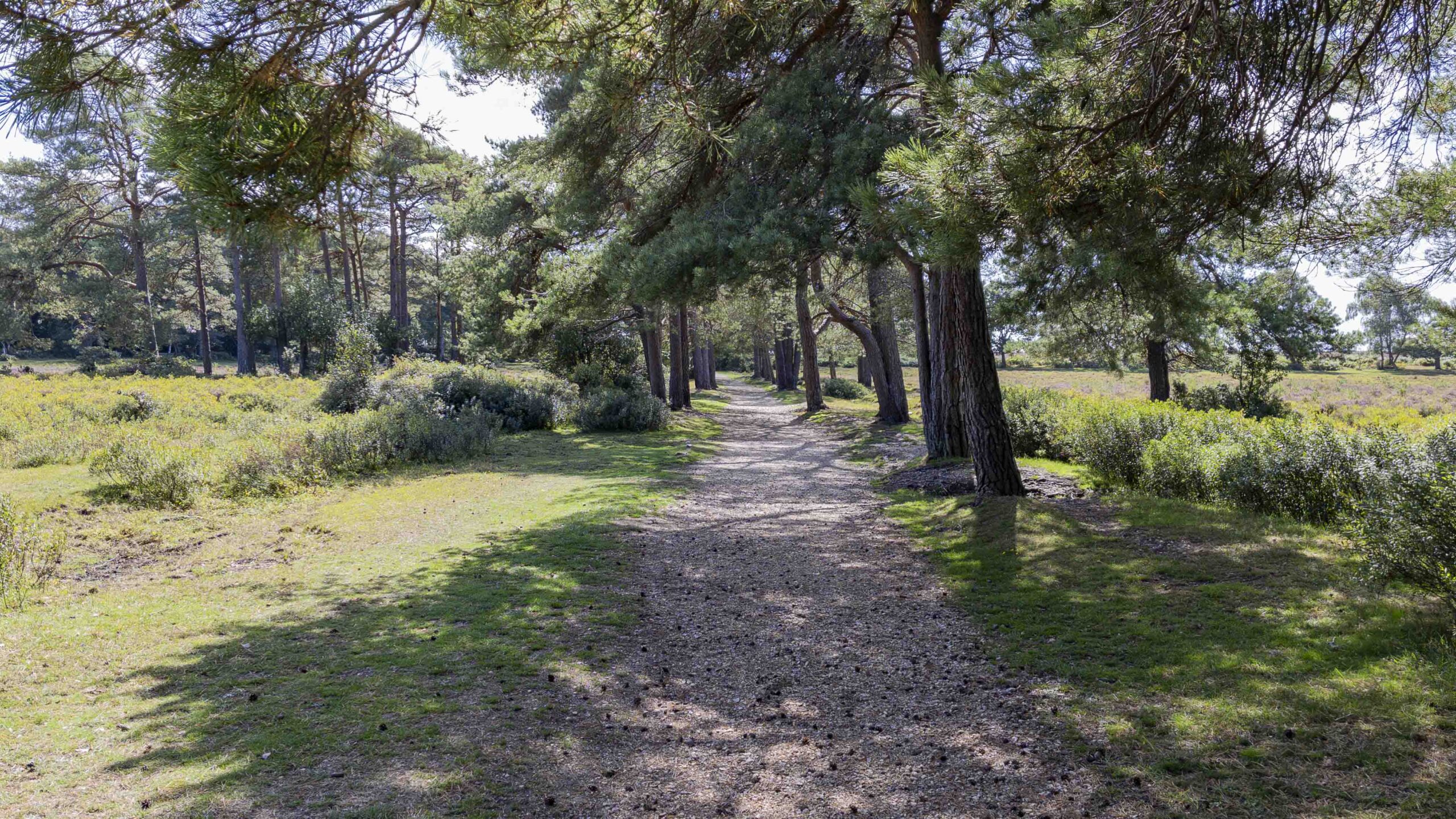 Forest path crossing Whitefield Moor near Brockenhurst, with a gravel track winding between pine trees and open New Forest heathland beneath a bright sky