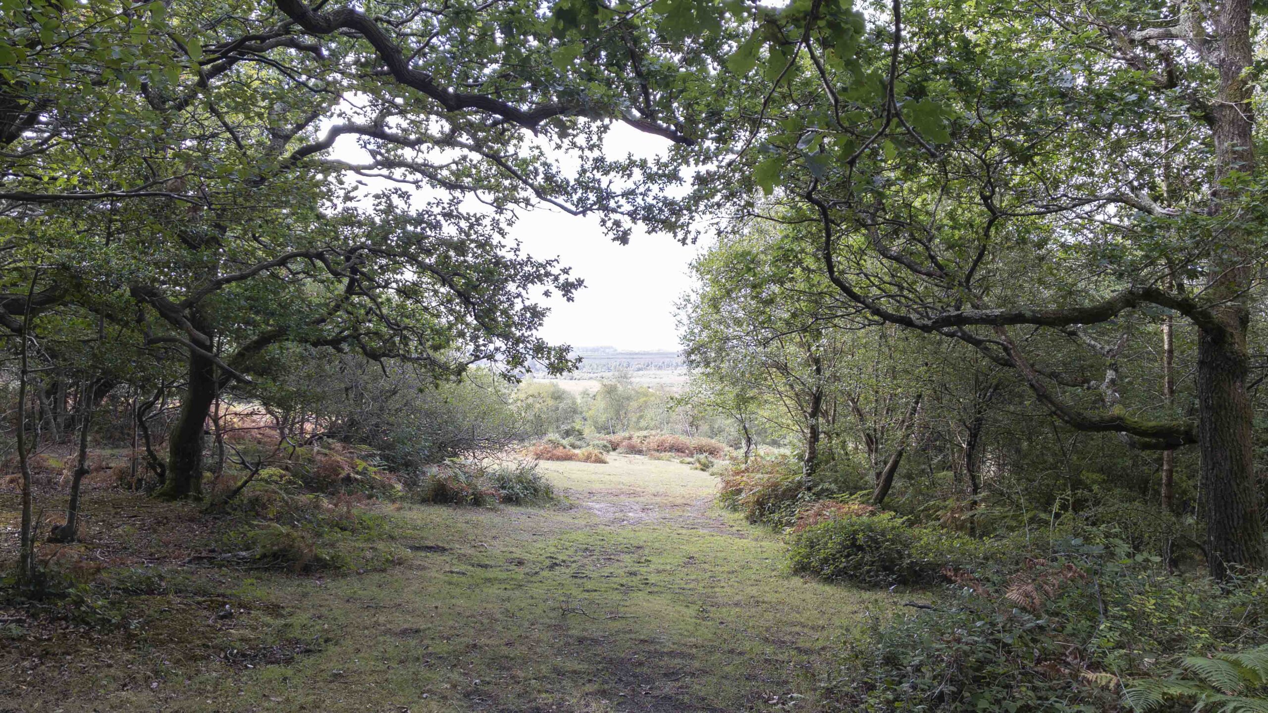 Woodland path at Burley Beacon, framed by mature trees and dense foliage, opening out towards heathland in the distance
