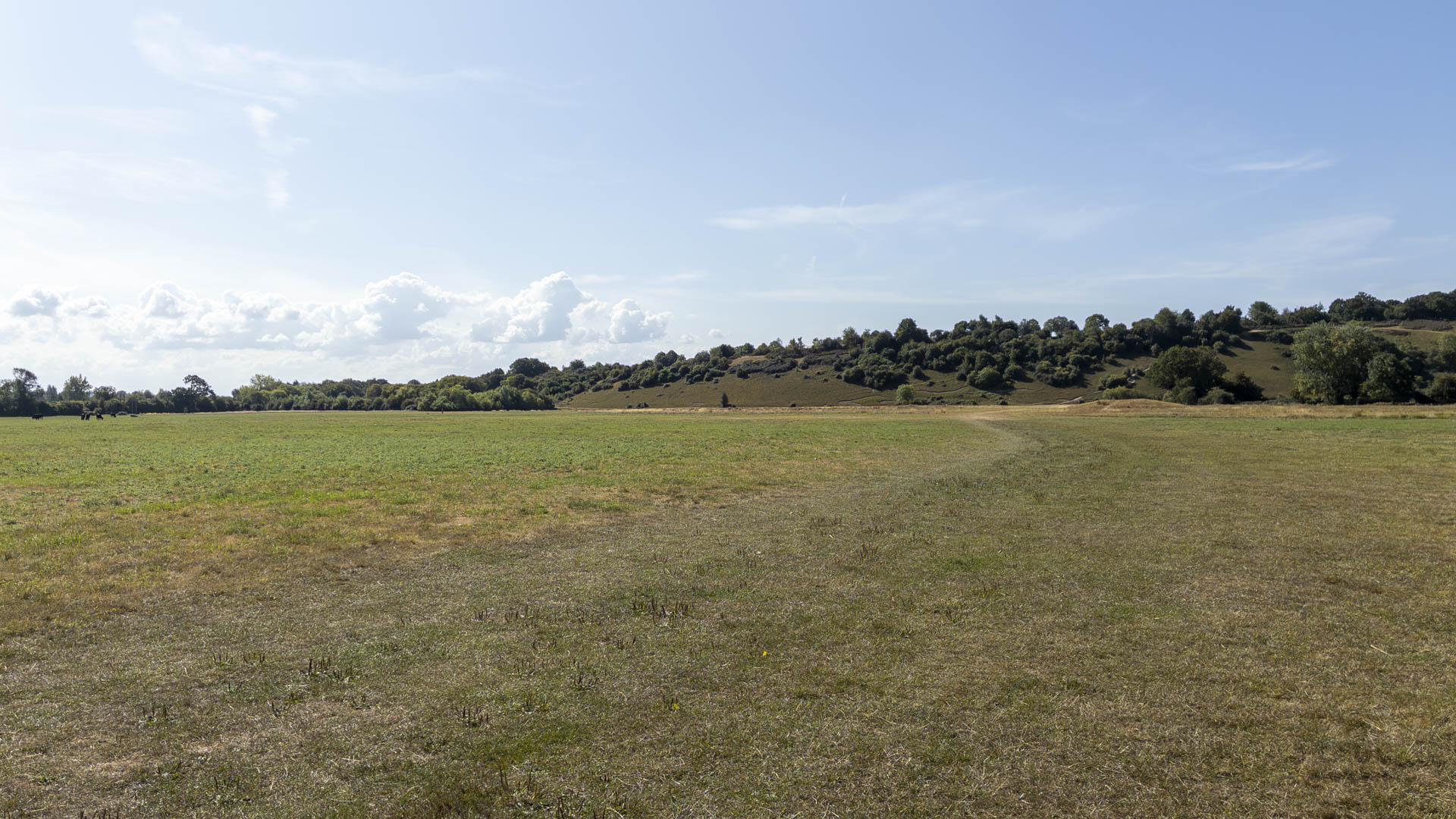 Wide view across the dry grassland of Cock Marsh, with a low tree-covered chalk slope rising beyond under a clear blue summer sky.