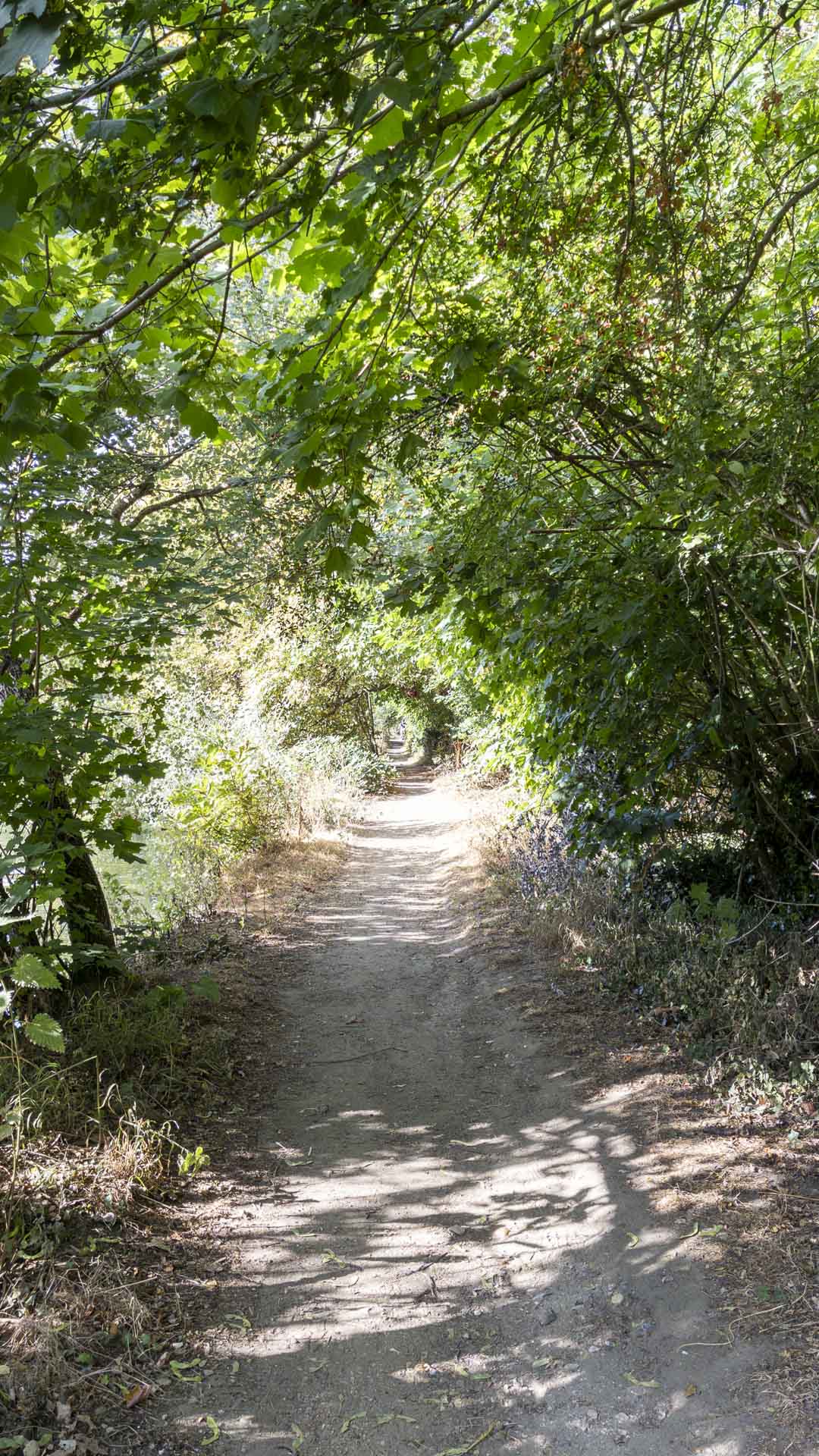 Narrow Thames-side path winding beneath a dense canopy of trees, with dappled sunlight across the trail near Goring-on-Thames.