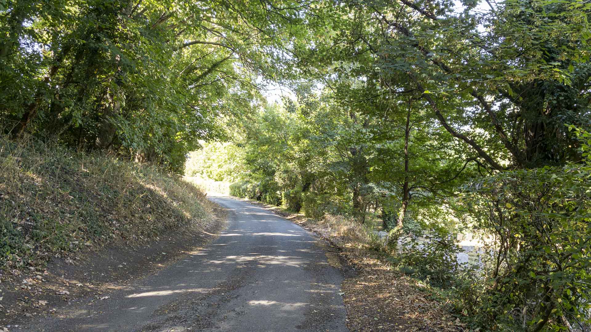 Tree-lined Remenham Church Lane winding downhill beneath a leafy canopy towards the village.