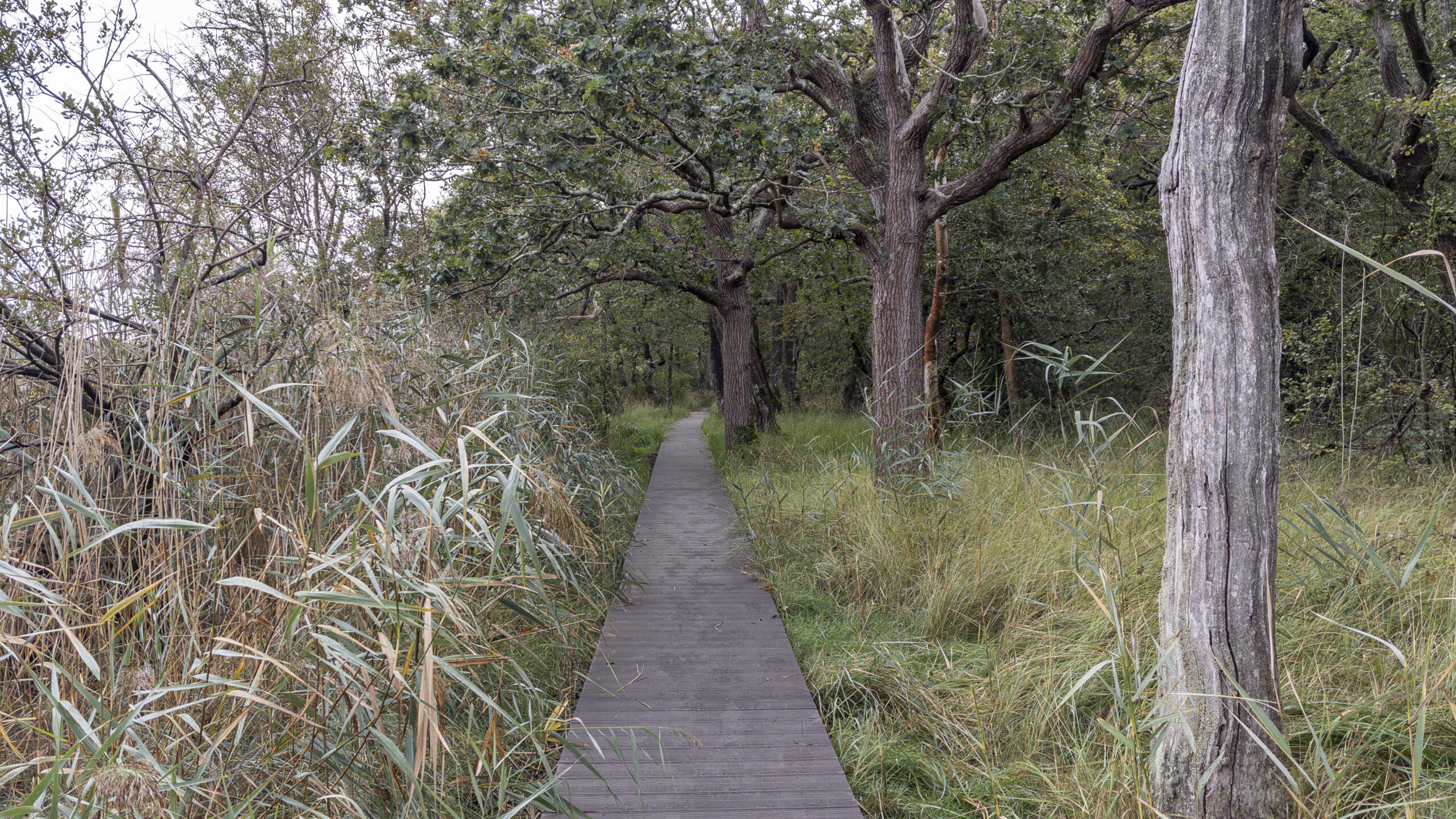 Narrow wooden boardwalk winding through reeds and long grasses beneath mature trees in the woodland near the Beaulieu River estuary
