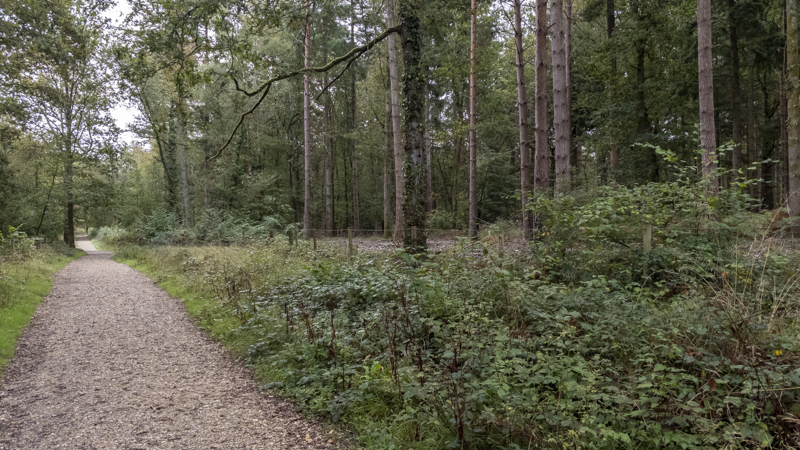 Compacted gravel path running through woodland on the main route between Beaulieu and Buckler’s Hard, bordered by tall trees and dense green undergrowth