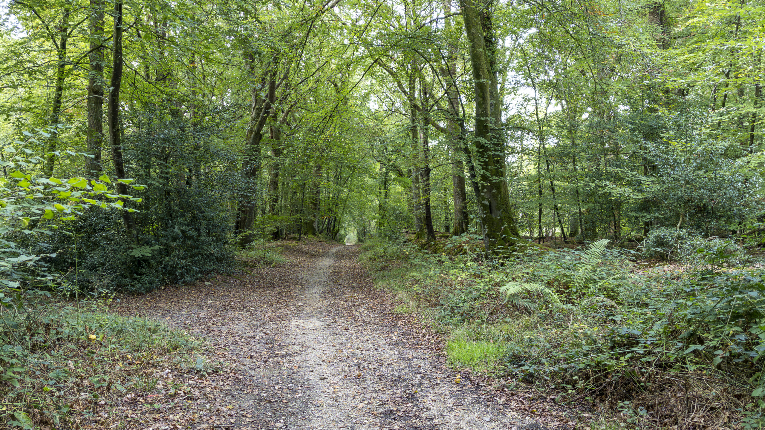A woodland path winding through Roydon Woods in the New Forest, surrounded by mature trees, ferns and dense green vegetation