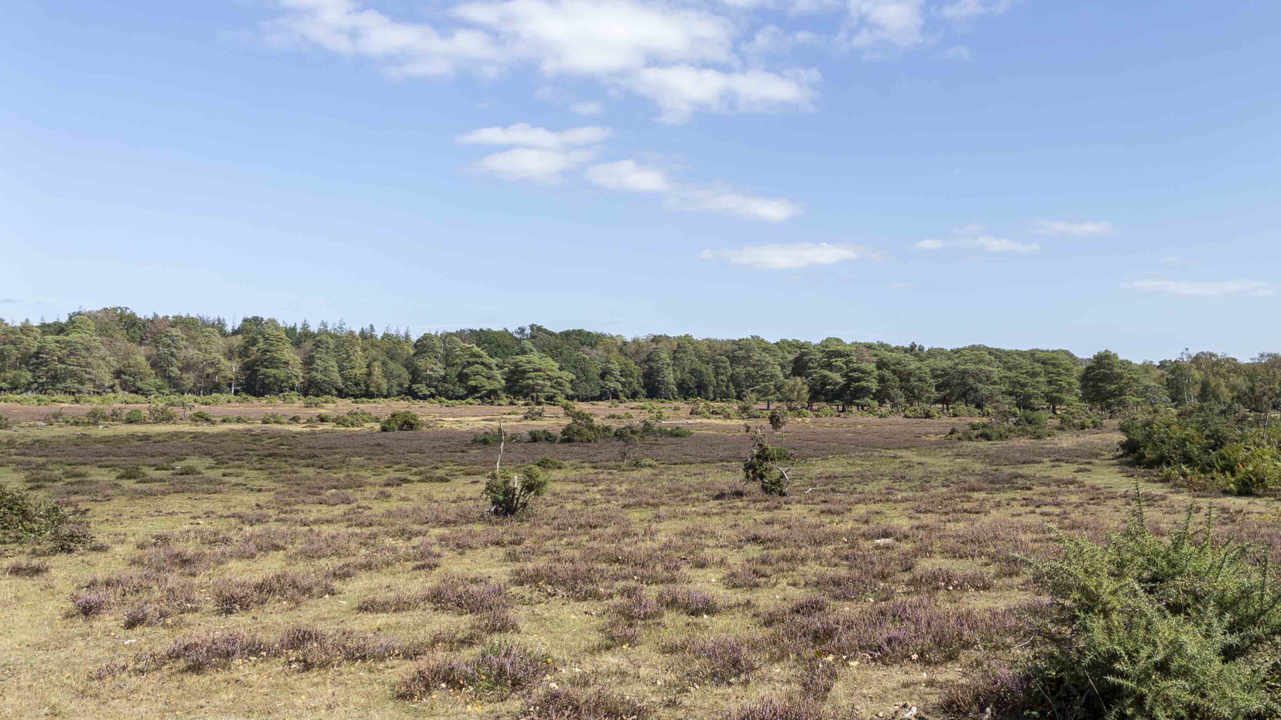 Open heathland across Black Knowl near Brockenhurst, showing the wide New Forest landscape with heather, scattered shrubs and a distant tree line beneath a blue sky