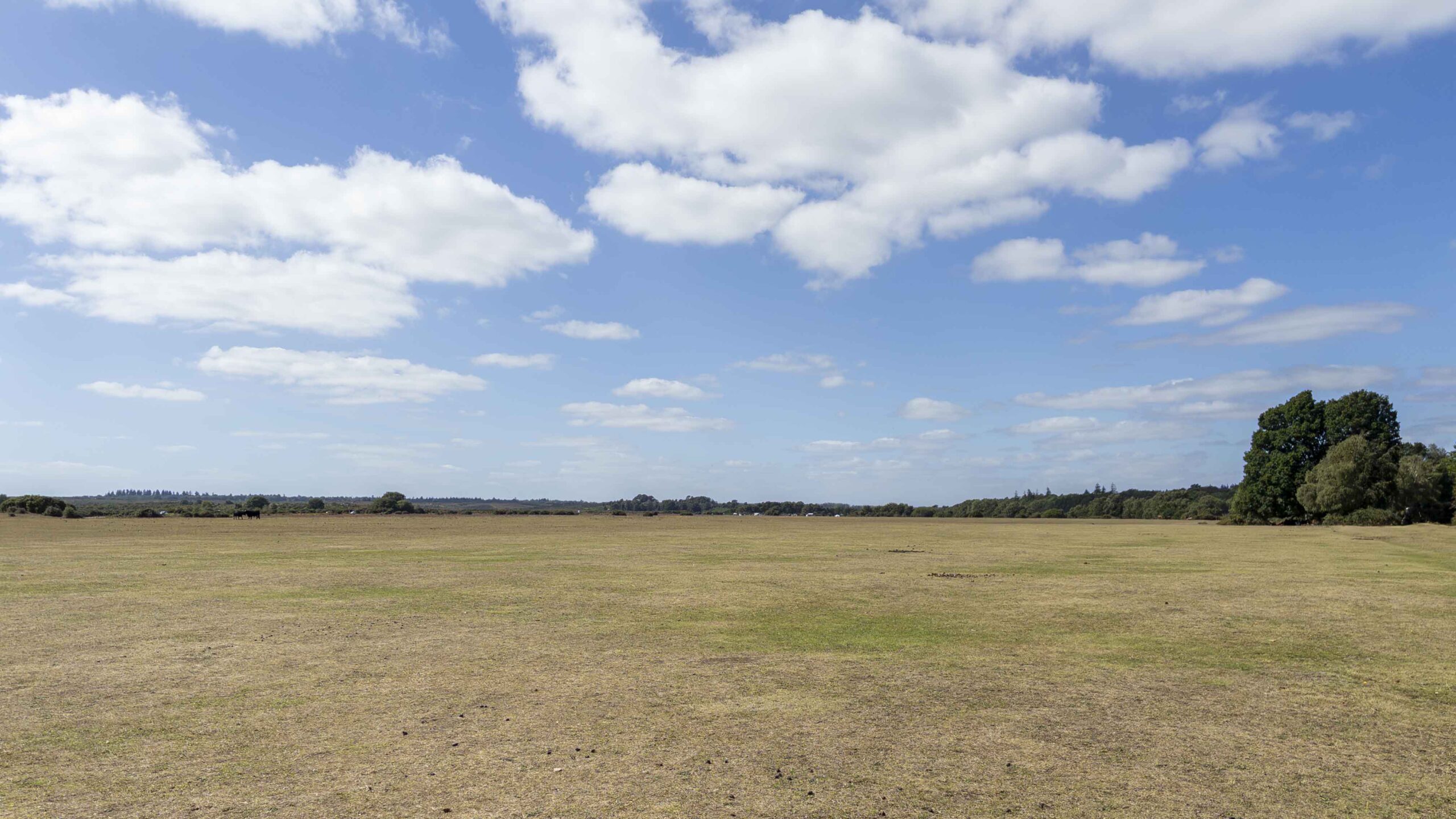 Wide view across White Moor near Brockenhurst, showing open New Forest heathland stretching towards a distant tree line beneath a blue sky with scattered clouds