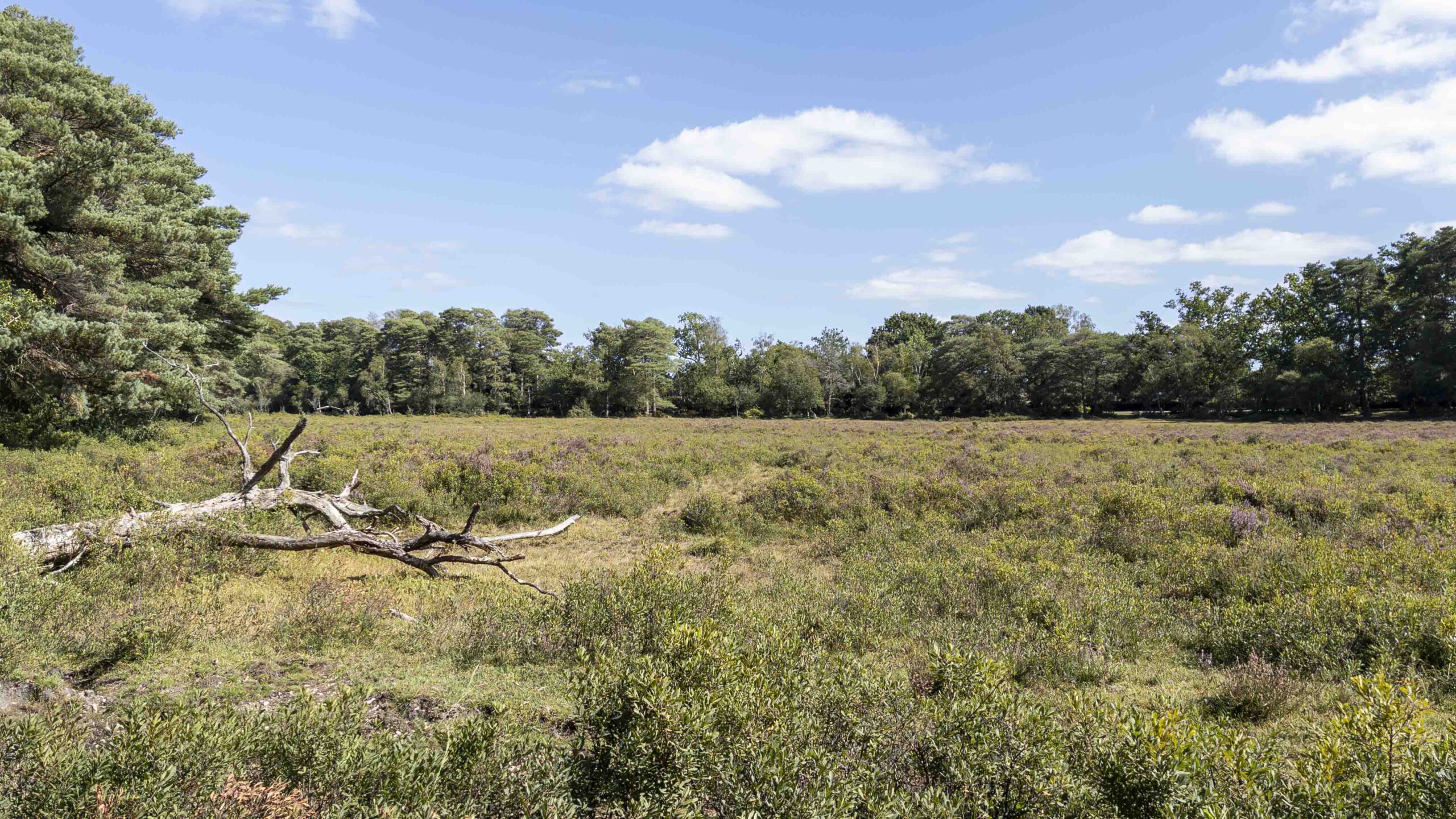 Open landscape across Whitefield Moor near Brockenhurst, showing New Forest heathland with low vegetation, scattered trees and distant woodland beneath a blue sky