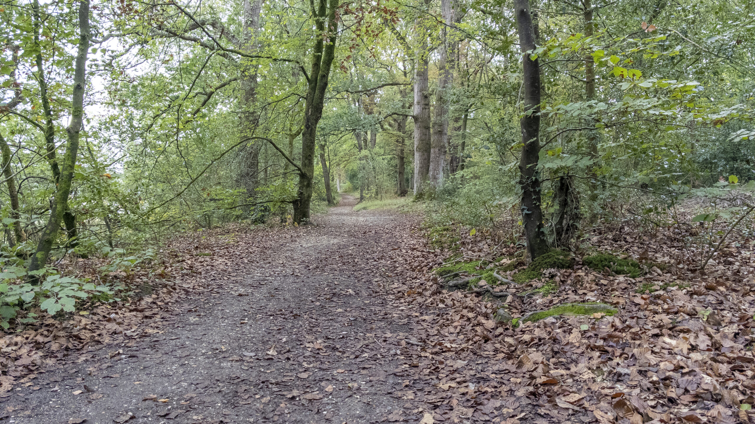 Leaf-covered forest path winding through the nature reserve, surrounded by mature trees, moss-covered roots and dense green undergrowth