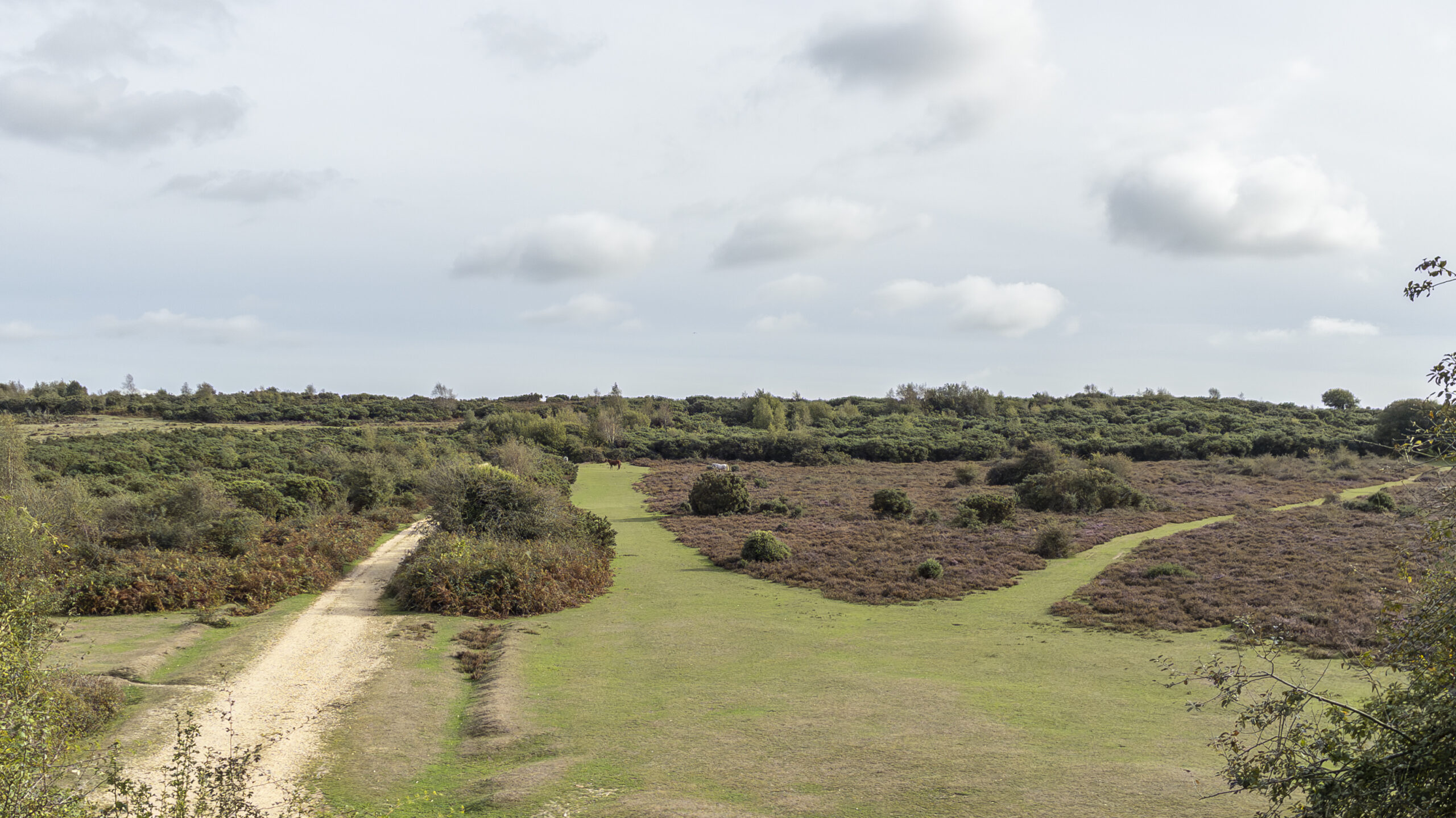 Open heathland near Sway in the New Forest, with gorse bushes, intersecting walking tracks and a partly cloudy sky.